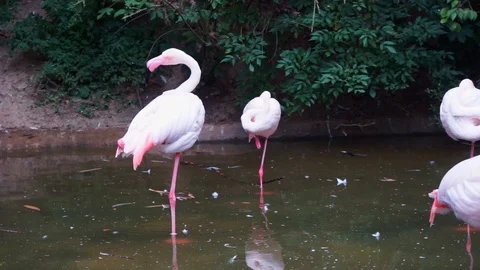 Flamingos are standing in the water 3 Stock Footage 118228751