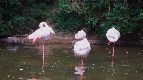 Flamingos are standing in the water Stock Footage 118228690