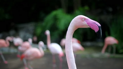 Flamingos are walking in their area inside the zoo Vídeos de archivo 237201710