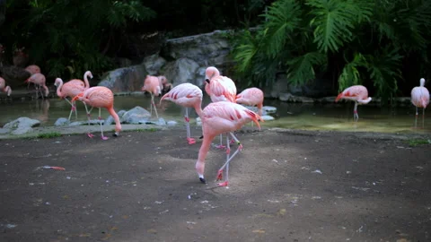 Flamingos are walking in their area inside the zoo Stock Footage 237202230