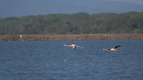 Flamingos arrive at the lake Stock Footage 126017558