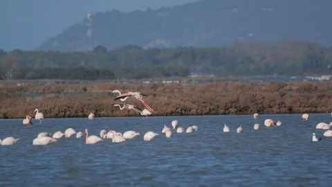 Flamingos arrive at the lake Stock Footage 126019336
