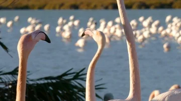 Flamingos B (with sound) Vídeos de archivo 85975522