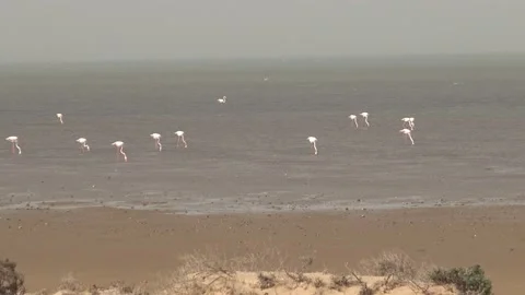 Flamingos in the Banc of Arguin, Mauritania Видео 148069766