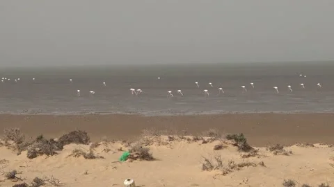 Flamingos at the Banc of Arguin, Mauritania Видео 148073566