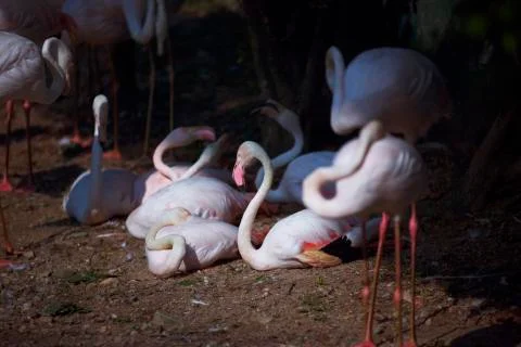 Flamingos on the beach 3  Stock Photos