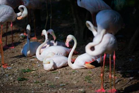 Flamingos on the beach 4  Stock Photos