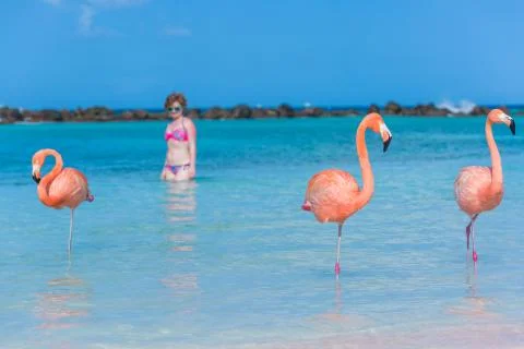 Flamingos beach. Aruba Stock Photos