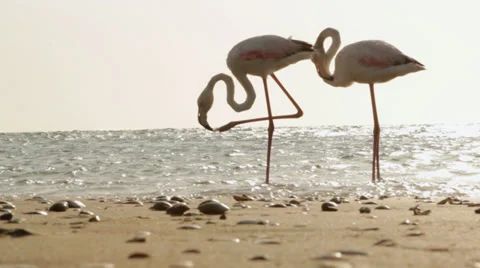 Flamingos on Beach Stock Footage 36103424