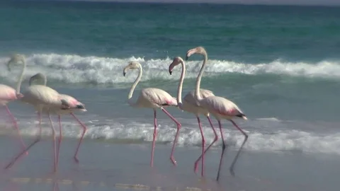 Flamingos on the beach 動画素材 70918044