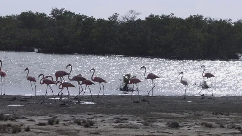 Flamingos on a beach Stock Footage 74023156