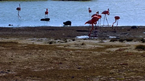 Flamingos on a beach Stock Footage 74023617