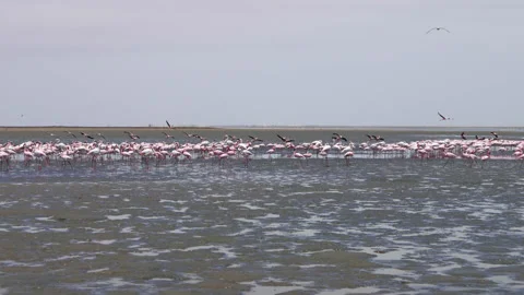 Flamingos in the beach of Namibia Stock Footage 167703821
