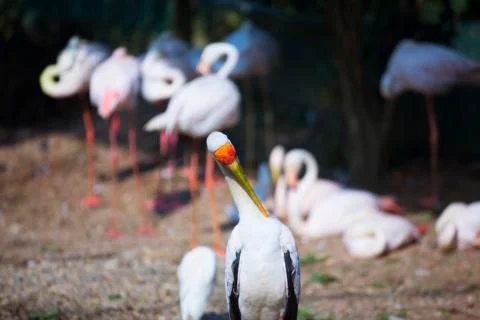 Flamingos on the beach  Stock Photos