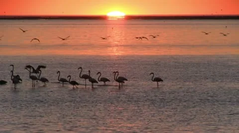 Flamingo's at beautiful sunset 3 Stock Footage