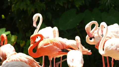 Flamingos bird flock standing in nature 스톡 동영상 219843692