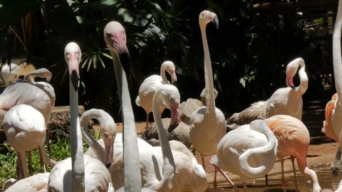 Flamingos in a bird reserve. Stock Footage 87722599