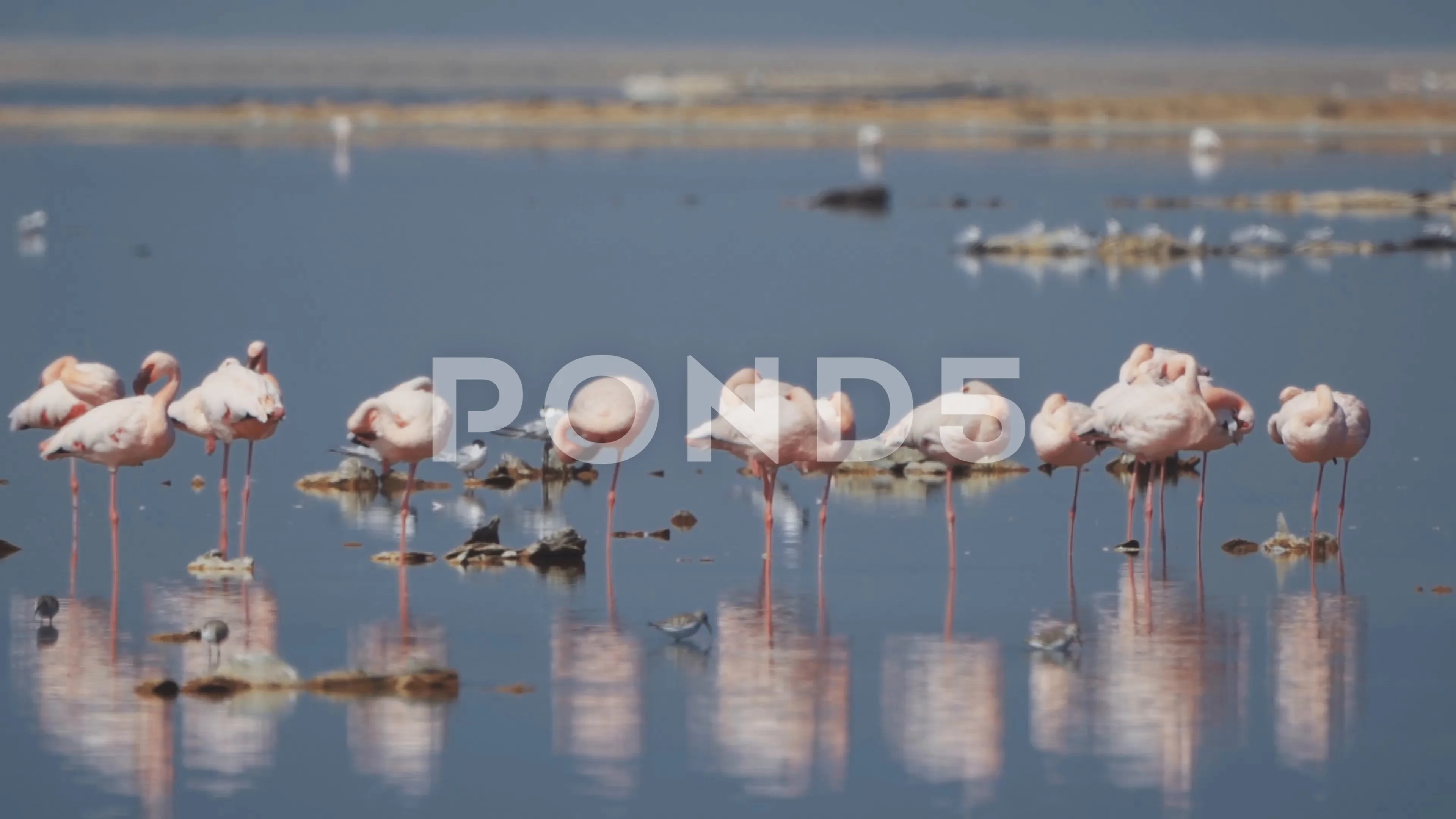 Flamingos At The Bird Sanctuary Walvis Stock Video Pond5