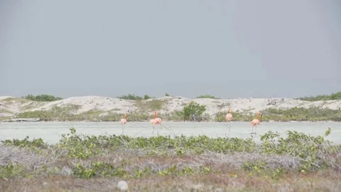 Flamingos Bonaire Stock Footage 80222377