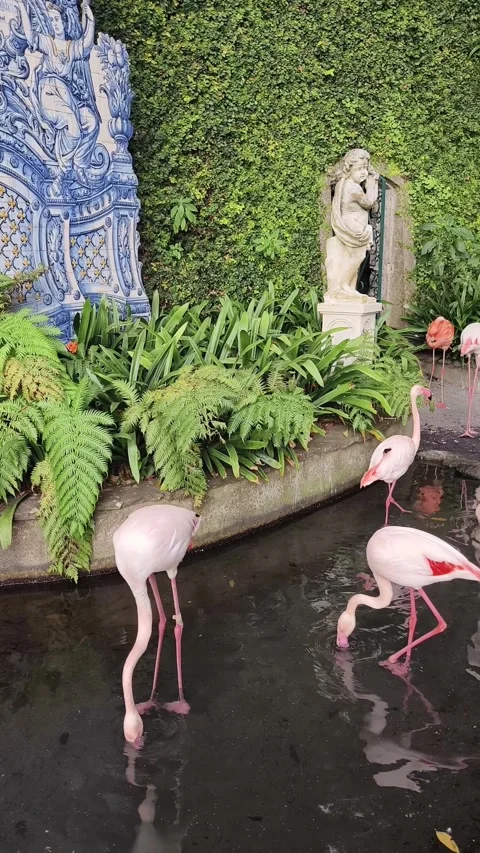 Flamingos in botanical garden. Stock Footage 269531976