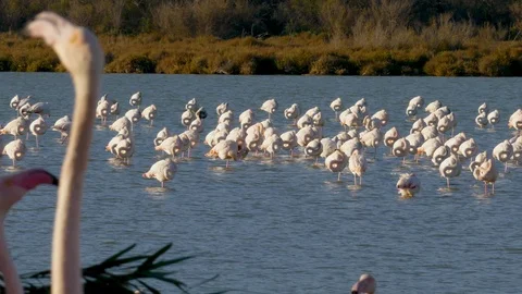 Flamingos C (with sound) Vídeos de archivo 85975542