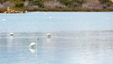 Flamingos in Calpe Stock Photos