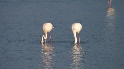 Flamingos in Camargue Stock Footage 69898731