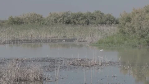 Flamingos at the Cayman Island 스톡 동영상 146456239
