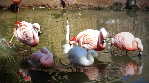Flamingos clean and preen their feathers while standing in water. Stock Footage 23776749