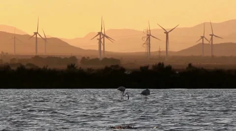 Flamingos clean energy Vidéo 8559819