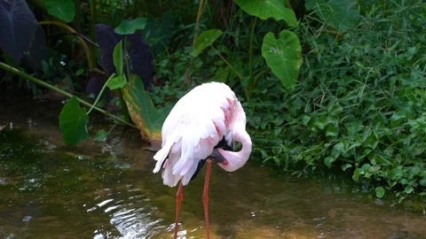 A flamingos cleaning feathers in the pond Stock Footage 107907826