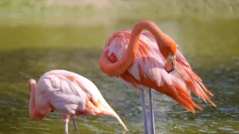 Flamingos Cleaning themselves Stock Footage 120655968