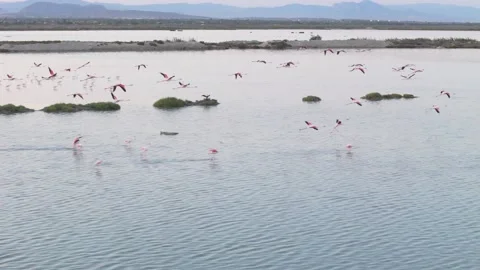 Flamingos up close on water and in flight. Saline lake, recorded in slow mo.. Stock Footage 282254552