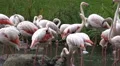 Flamingos closeup in a pond in sunny green nature HD Footage