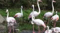 Flamingos closeup walking in pond in sunny green nature HD Footage