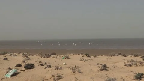 Flamingos off the coast of Ivik, Banc of Arguin, Mauritania Stock-Footage 148016473