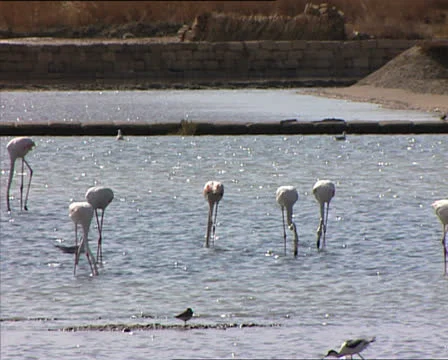 FLAMINGOS COLONY close view Video stock 24718594