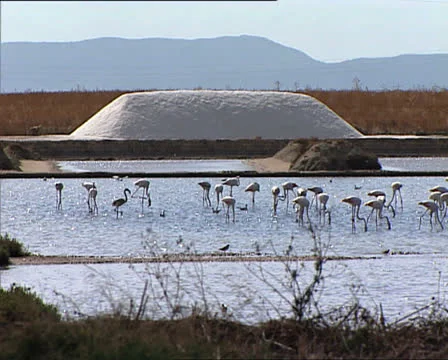 FLAMINGOS COLONY full shot Video stock 24718654
