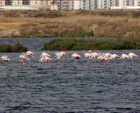 FLAMINGOS COLONY pan 動画素材 24718690