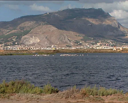 FLAMINGOS COLONY zoom in Video stock 24718760