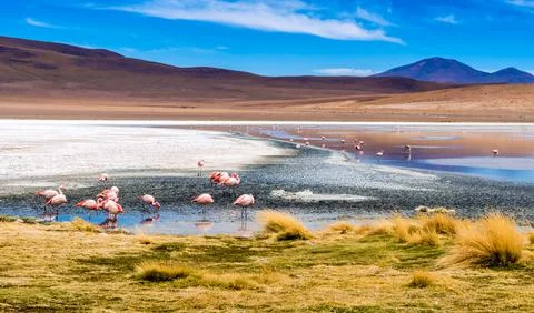 Flamingos at Colorado lagoon Stock Photos