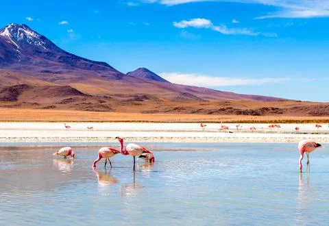 Flamingos at Colorado lagoon Stock Photos