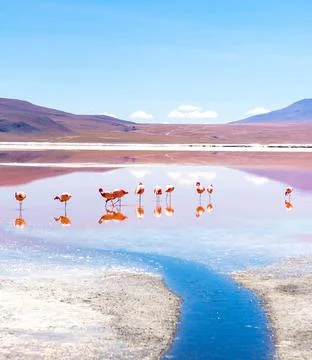 Flamingos at Colorado lagoon Stock Photos