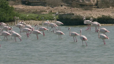 Flamingos in a conservation park Stock Footage 321683400
