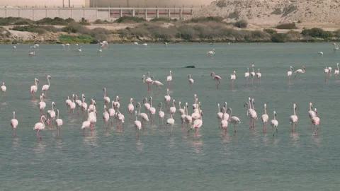 Flamingos in a conservation park 스톡 동영상 321685719