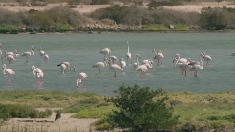 Flamingos in a conservation park Stock Footage 321686994