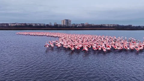 Flamingos create a beautiful, flowing pattern on the serene waters of a lake, Stock Footage 331887895
