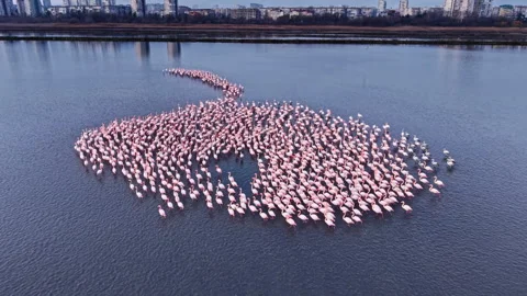 Flamingos create stunning patterns as they gather peacefully in the serene Stock Footage 331976699