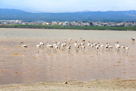 Flamingos in Cyprus Foto stock