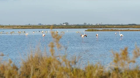 Flamingos in Delta de l'Ebre, Spain Stockbeeldmateriaal 111175197